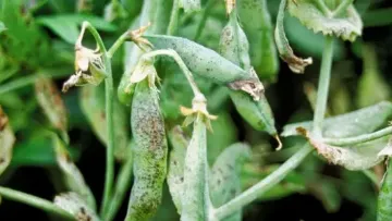 Anthracnose du pois